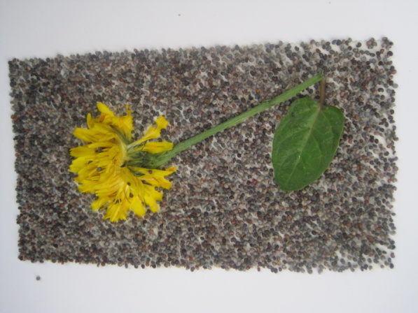 Mit Wild- und Gartenpflanzen restlos kochen